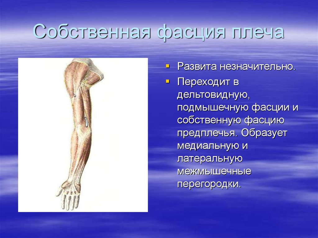 Топография конечностей. Фасции плеча их анатомия топография функции. Поверхностная фасция верхней конечности. Собственная фасция плечевого пояса. Дельтовидная фасция.