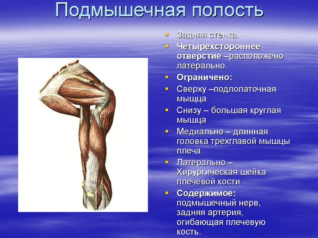 Задняя полость. Четырехстороннее отверстие ограничено латерально:. Трехстороннее и четырехстороннее отверстие. Четырехстороннее отверстие подмышечной полости. Четырехстороннее отверстие сзади ограничено.