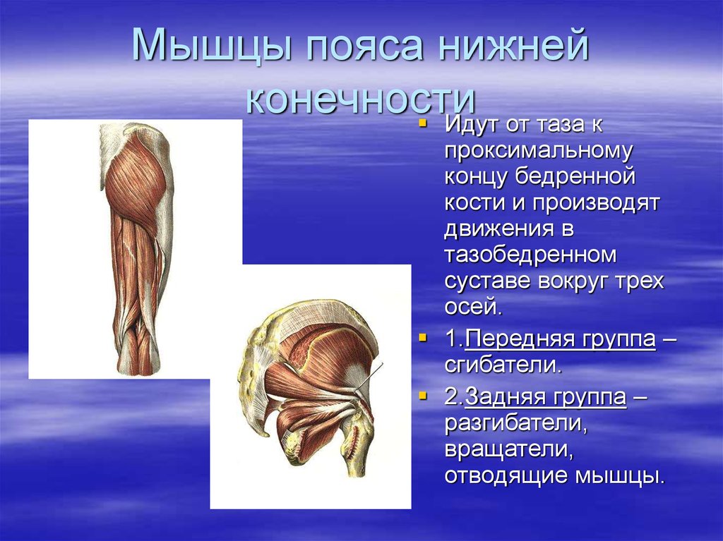 Мышцы поясов конечностей. Передняя группа мышц нижней конечности. Мышцы таза передняя группа задняя группа. Мышцы таза задняя группа разгибатели. Мышцы тазового пояса и нижней конечности.