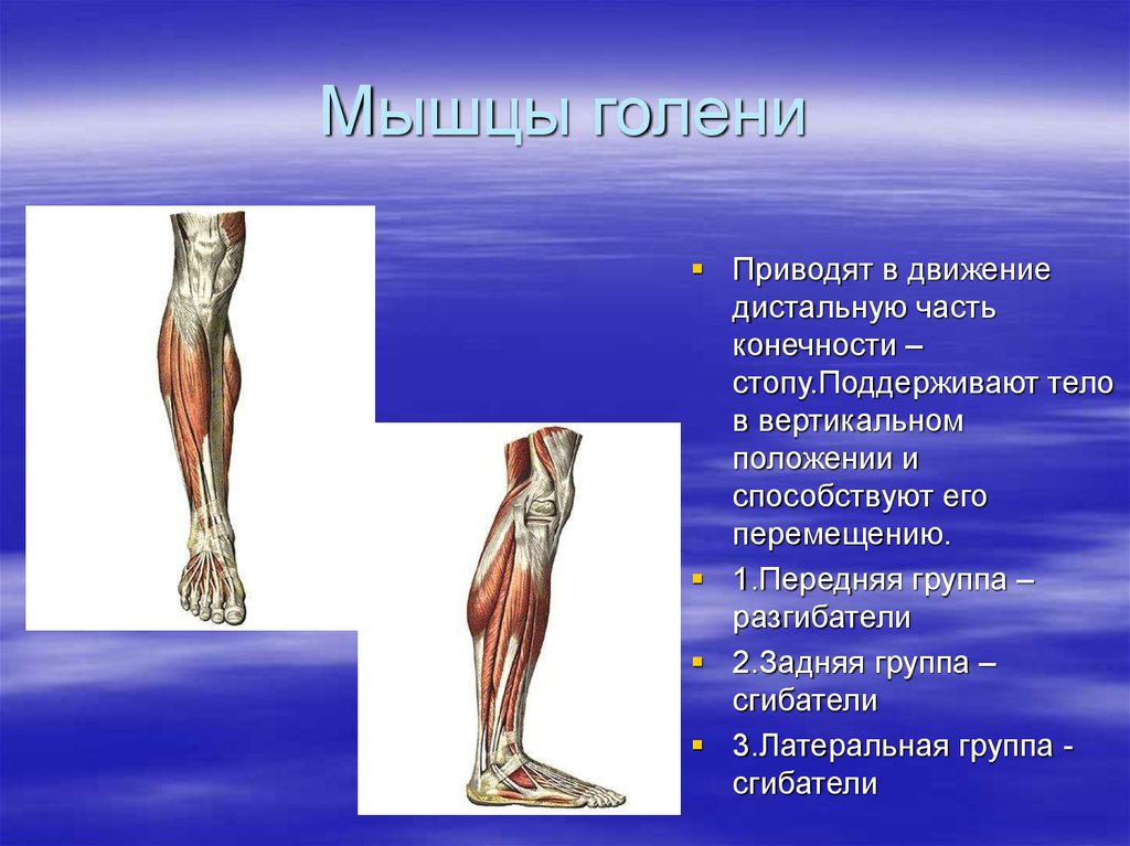 Дистальный отдел мышц. Мышцы голени передняя задняя латеральная группа. Мышцы голени топография. Сгибатели и разгибатели голени. Мышцы сгибатели голени.