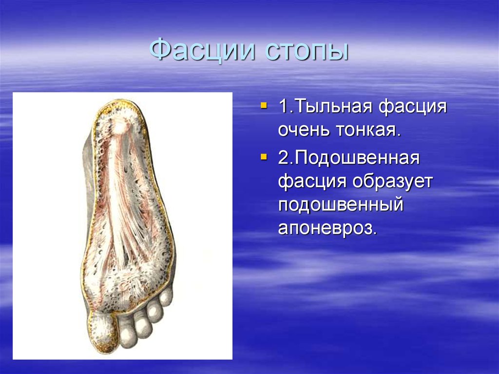 Подошвенный апоневроз. Апоневроз стопы анатомия. Подошвенная фасция стопы. Подошвенный апоневроз стопы.