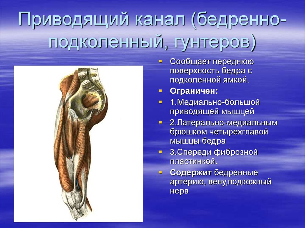 Приводящий канал. Бедренно-подколенный канал Гунтера. Бедренно-подколенный приводящий канал. Стенки бедренно-подколенного канала. Приводящий канал бедра топография.