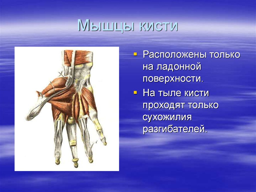 Ладонная поверхность кисти. Ладонные мышцы кисти. Мышцы ладонной поверхности. Сухожилия ладонной поверхности кисти. Топография ладонной поверхности кисти.