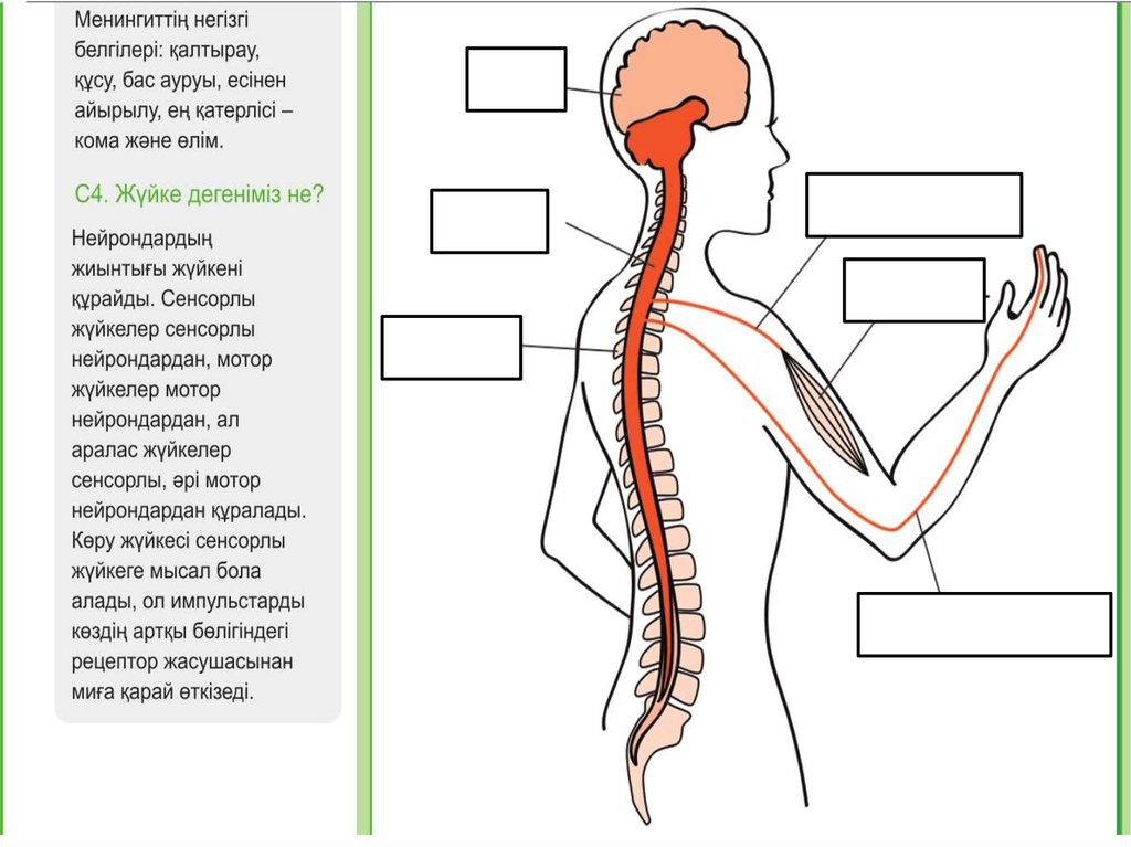 Биология 8 сынып. Жүйке раскраска. Координация және реттелу. Анатомия и косахонаи сар. Пиза сұрақтары биология казакша.