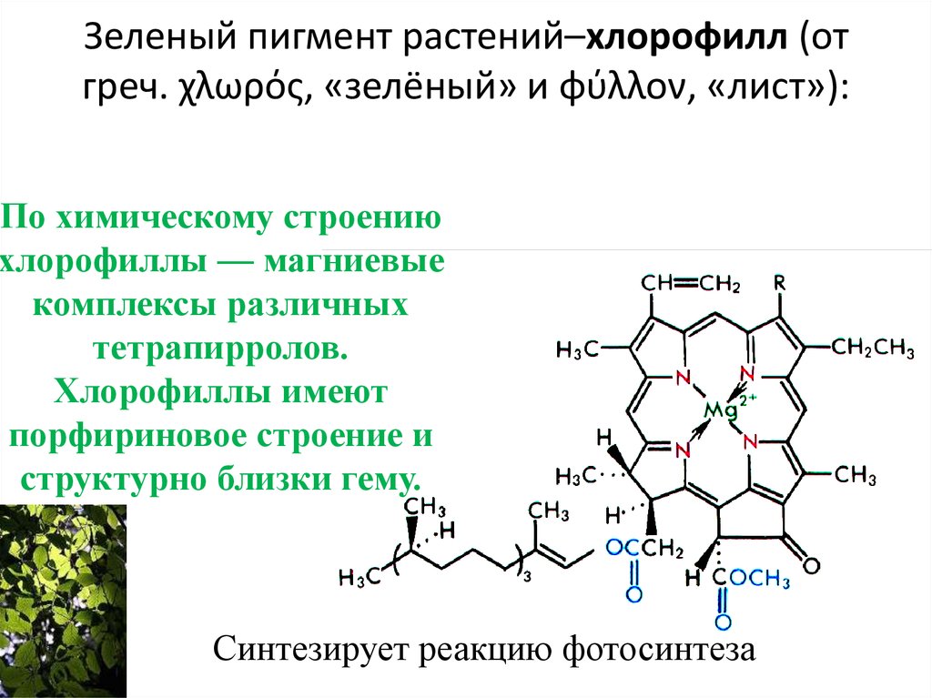 Особенности хлорофилла. Пигменты фотосинтеза хлорофилл каротиноиды. Хлорофилл каротиноиды и антоцианы. Содержит зелёный пигмент хлорофил. Химические формулы растительных пигментов.