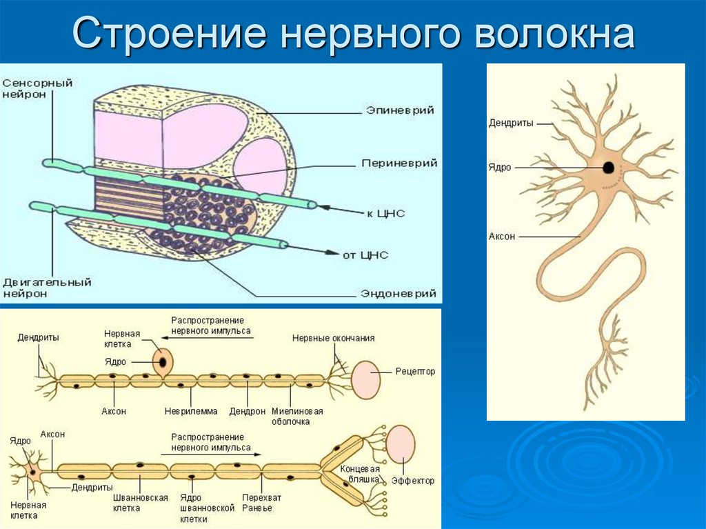 Строение нерва оболочки. Структурно функциональное строение нервного волокна. Нервное волокно и функции его структуры. Строение нервной клетки, свойства нервных волокон.. Нервные волокна и нервы, строение.