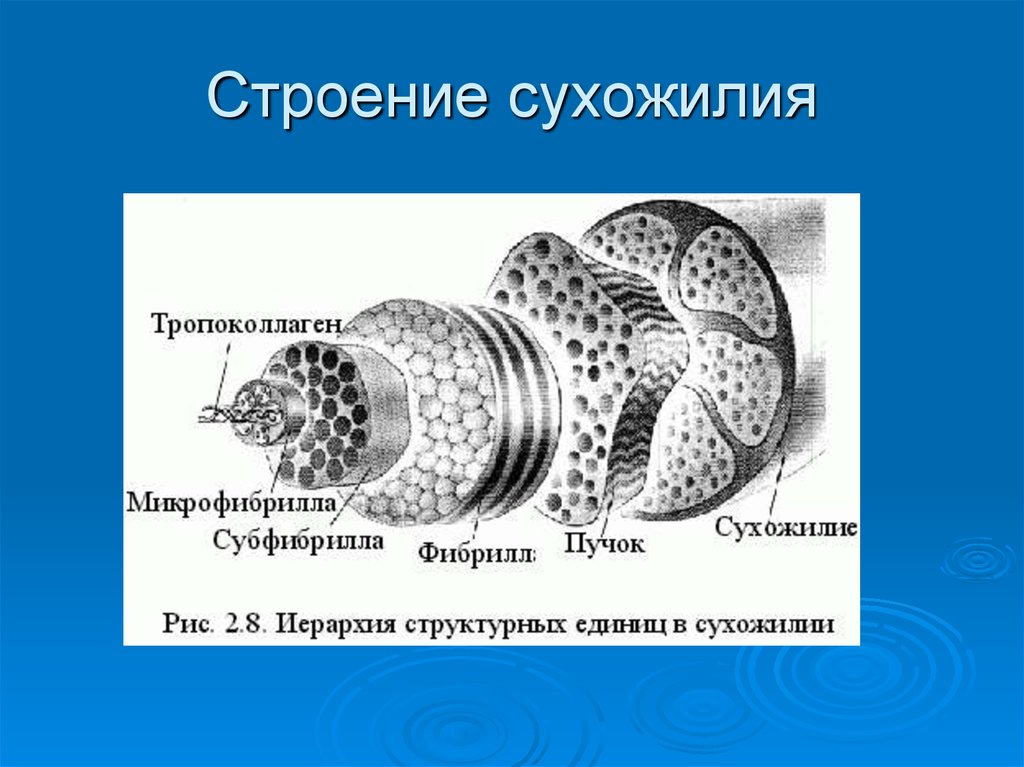 Строение 20. Строение сухожилия. Структура сухожилия. Сухожилие состоит из. Из чего состоит сухожилие.