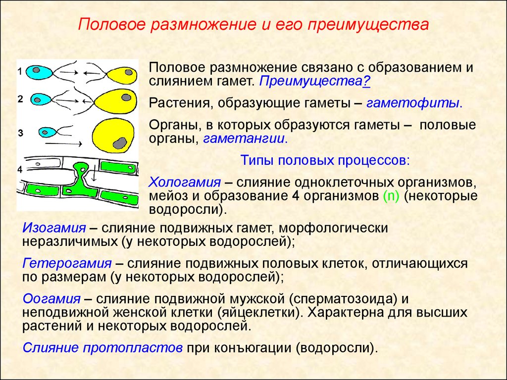 Типы образуемых гамет. Половое размножение. Преимущества полового размножения. Растения образующие гаметы. Гаметы в клетках растений.