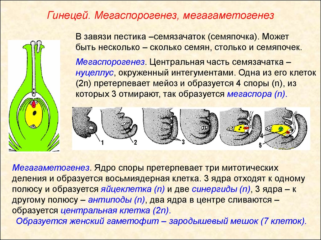 Клетка которая образует завязь. Строение зародышевого мешка покрытосеменных растений. Нуцеллус семяпочки. Мегаспорогенез и образование зародышевого мешка. Гинецей мегаспорогенез.