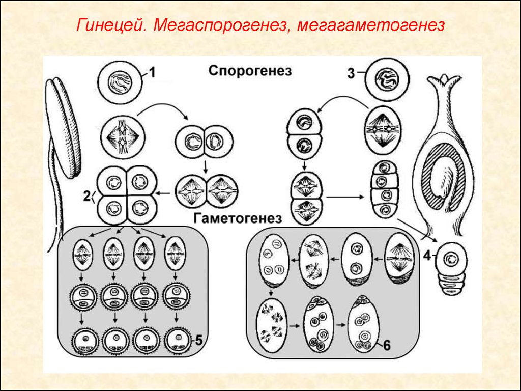 Макроспора образуется в результате. Образование половых клеток гаметогенез схема. Образование половых клеток у покрытосеменных. Гаметогенез растений схема. Мегаспорогенез и мегагаметогенез схема.