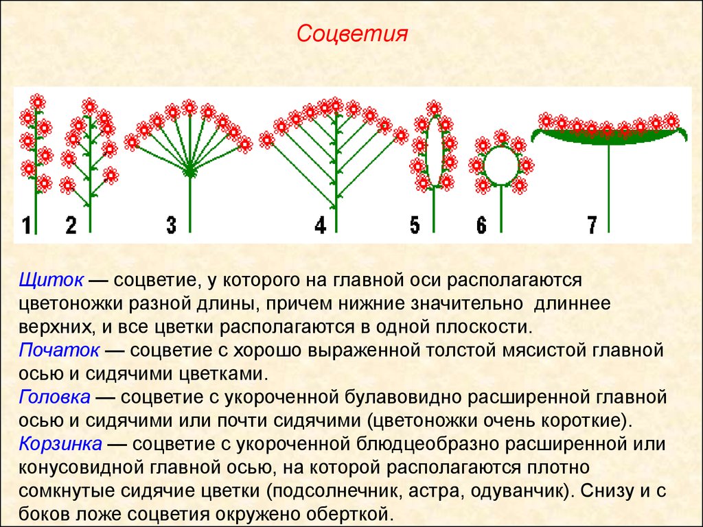 Простые цветки биология. Растения со строением щиток. Щиток особенности строения. Характеристика соцветия щиток. Соцветия 6 класс биология щиток.