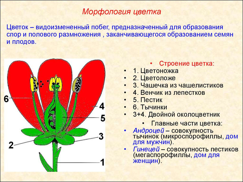 Органами размножения у цветка являются. Морфологическое строение цветочных растений. Морфология цветка строение. Строение цветка цветоложе цветоножка. Строение растения цветоложе.