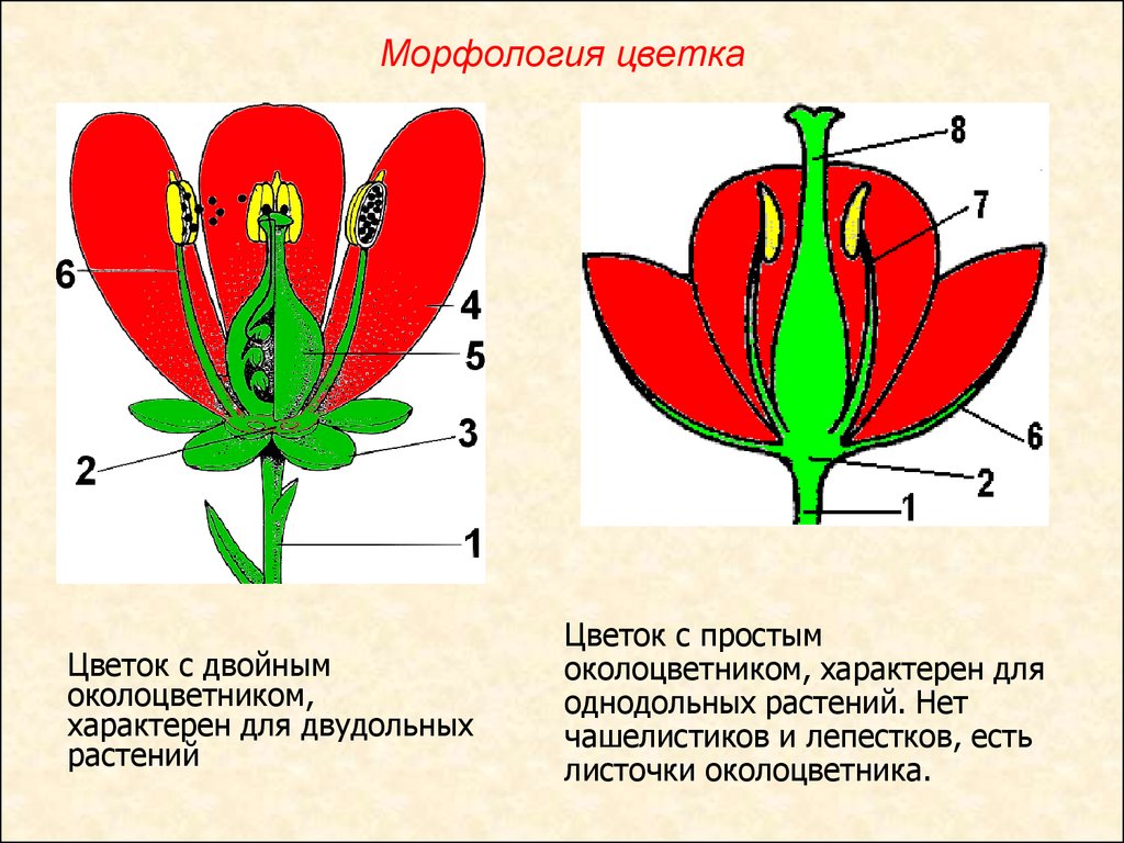 Чашелистики у двудольных. Схема цветка с простым околоцветником. Околоцветник простой и двойной схема. Венчиковидный околоцветник. Строе цветка однодольных и двудольных растений.