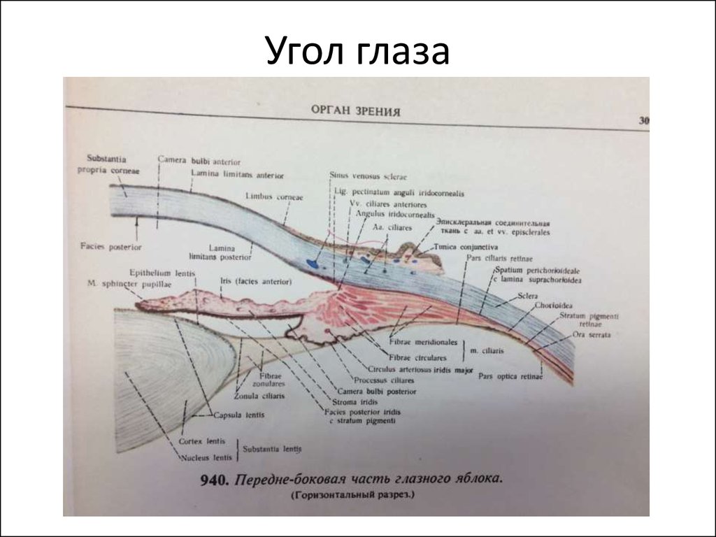 Угол глаза схема гистология