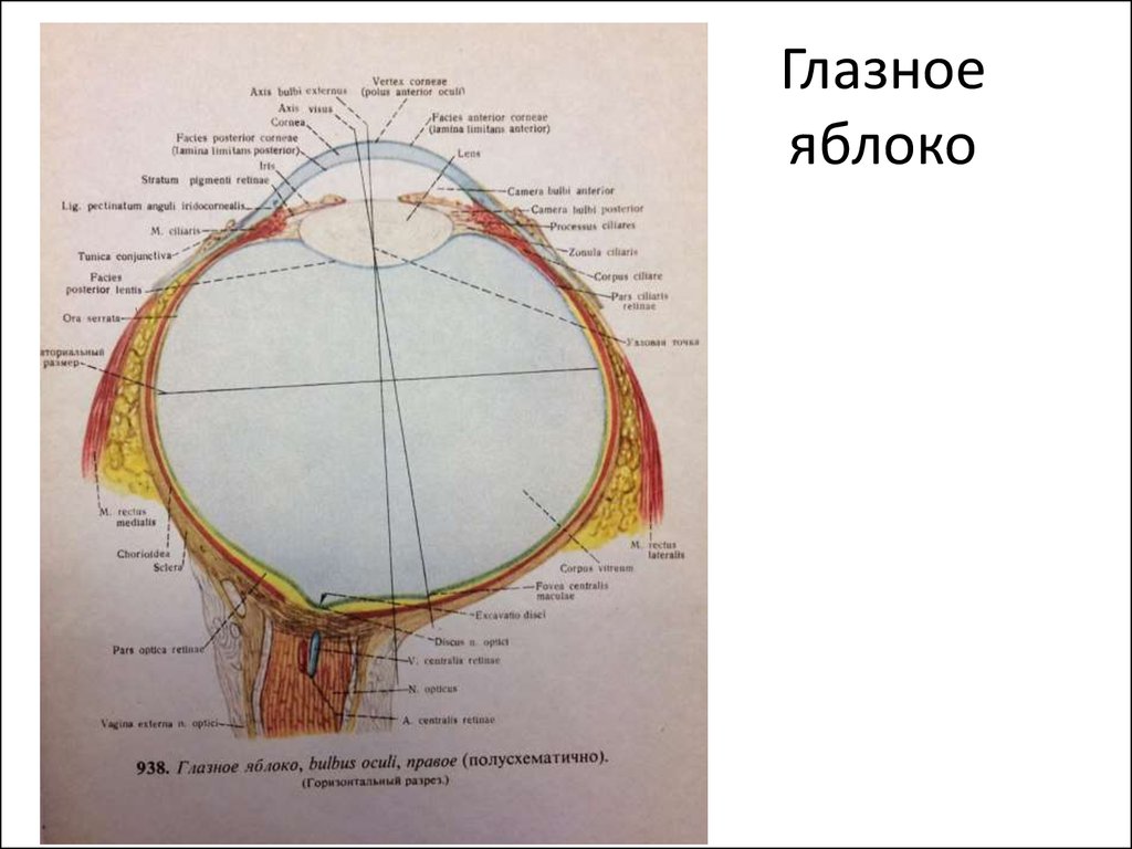 Орган зрения и слуха анатомия. Луковица глазного яблока. Глазное яблоко правое полусхематично. Глазное яблока правое Полусхематичное. Глазное яблоко увеличивается в размерах.