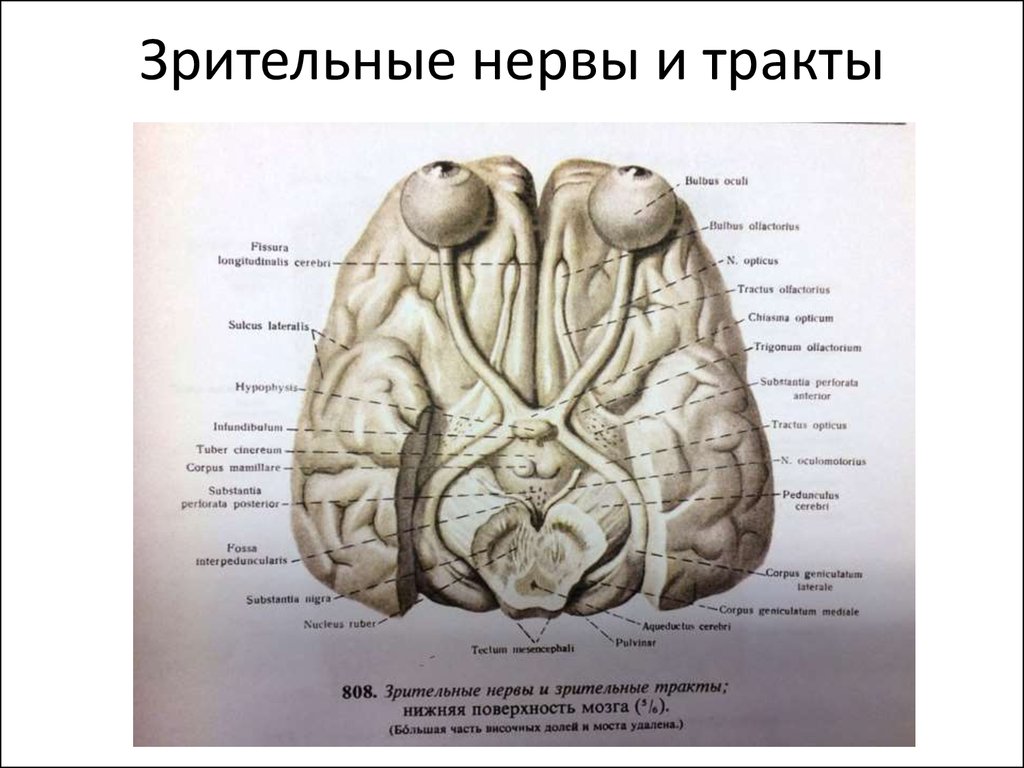 Зрительный нерв в головной мозг. Зрительный нерв хиазма зрительный тракт. Зрительный нерв ,хиазма анатомия. Перекрест зрительного тракта анатомия. Зрительный путь головной мозг вид снизу.