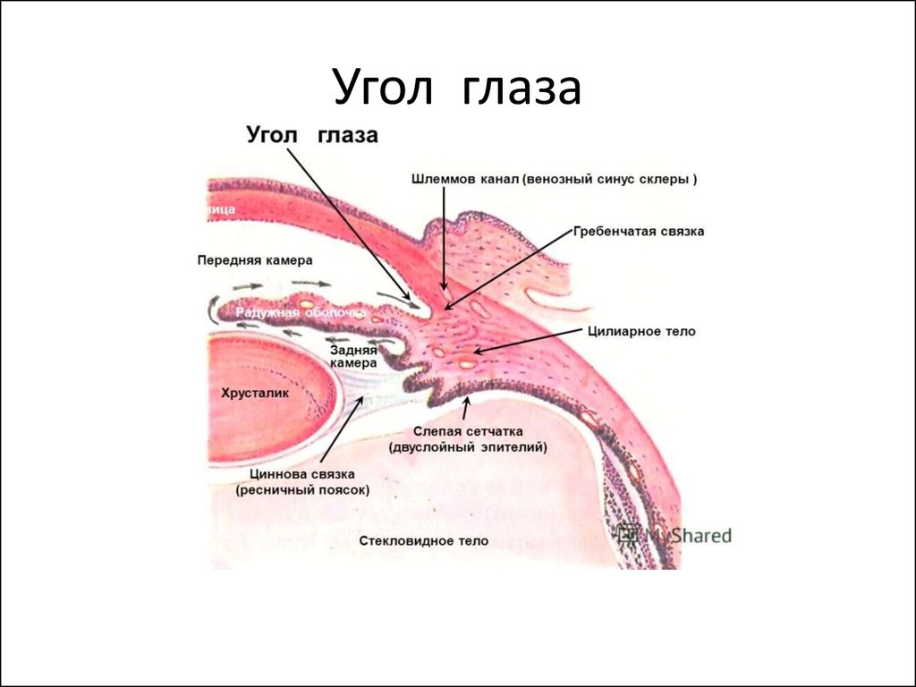 Eye corner