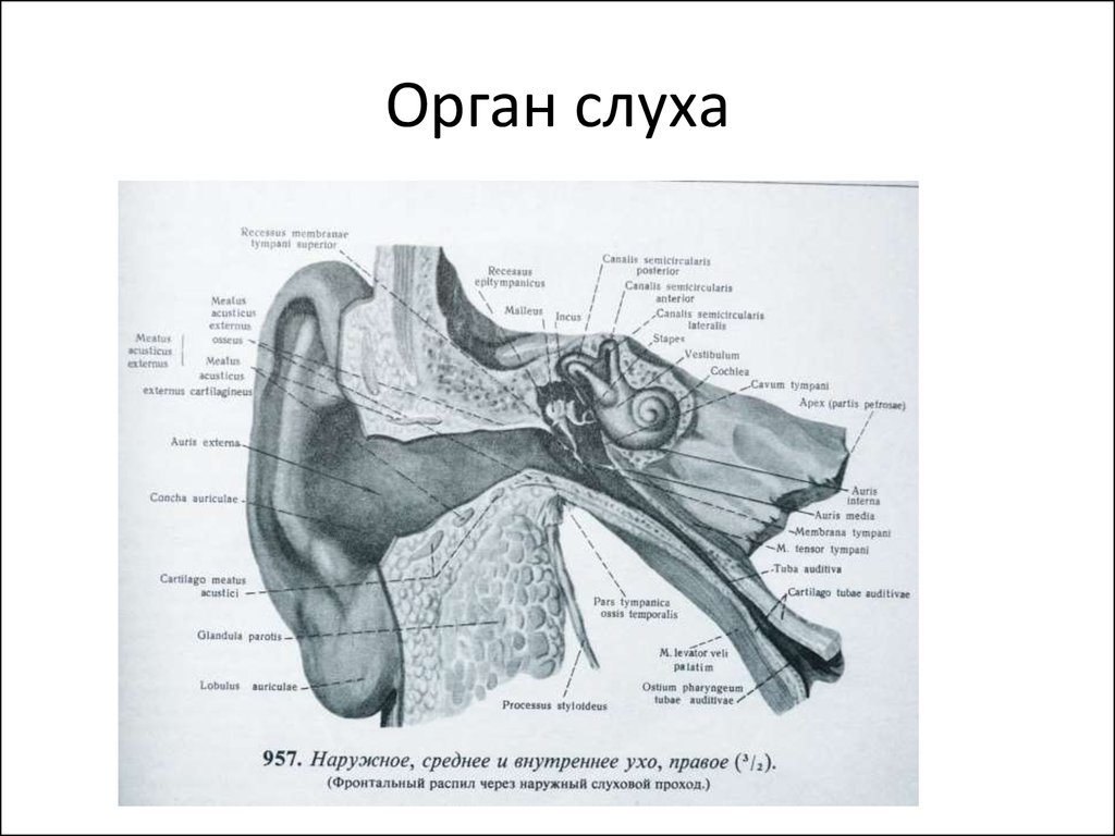 Анатомия слуха и зрения. Орган слуха анатомия латынь. Орган слуха и равновесия латынь. Орган слуха анатомия на латинском. Орган слуха латынь.