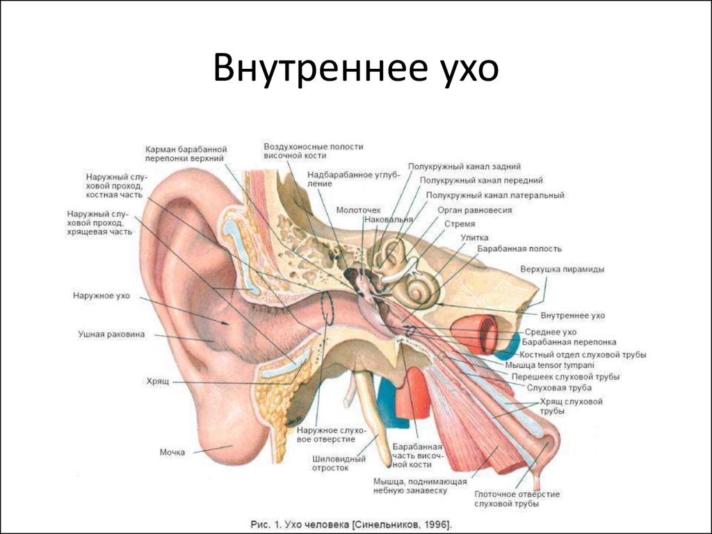 Внутреннее ухо человека расположено в кости. Орган слуха анатомия наружный слуховой проход. Строение наружного среднего и внутреннего уха анатомия. Строение внутреннего уха орган слуха. Барабанная полость и слуховая труба.