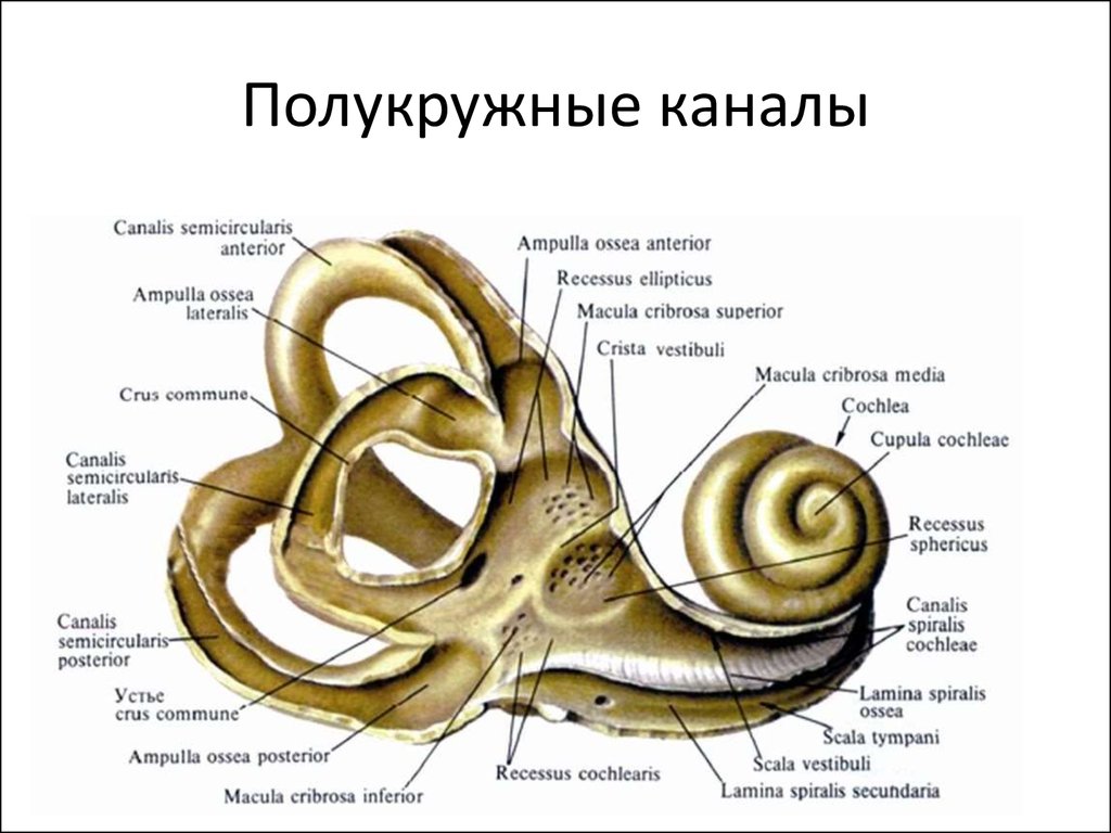 Презентация анатомия внутреннего уха