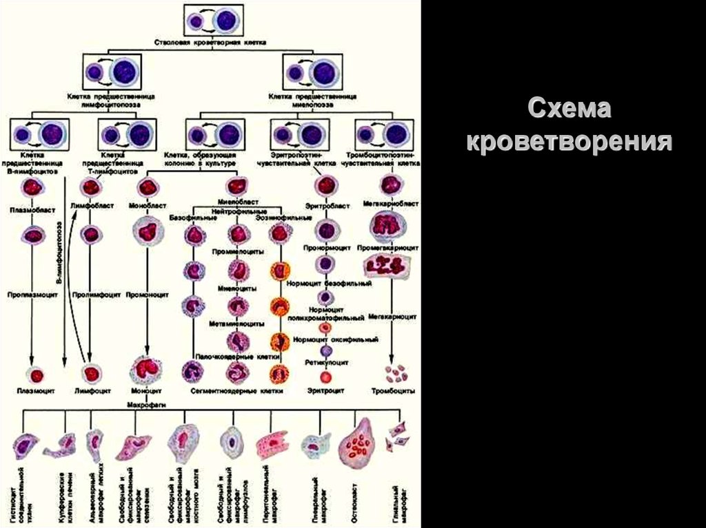 Схема кроветворения картинки