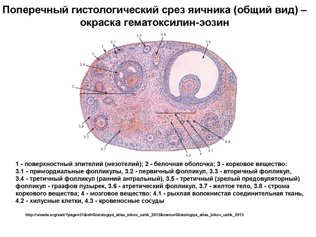 Яичник у млекопитающих. Строение фолликула яичника гистология. Поперечный срез яичника гистология. Поперечный срез яичника кролика. Срез коркового вещества яичника.