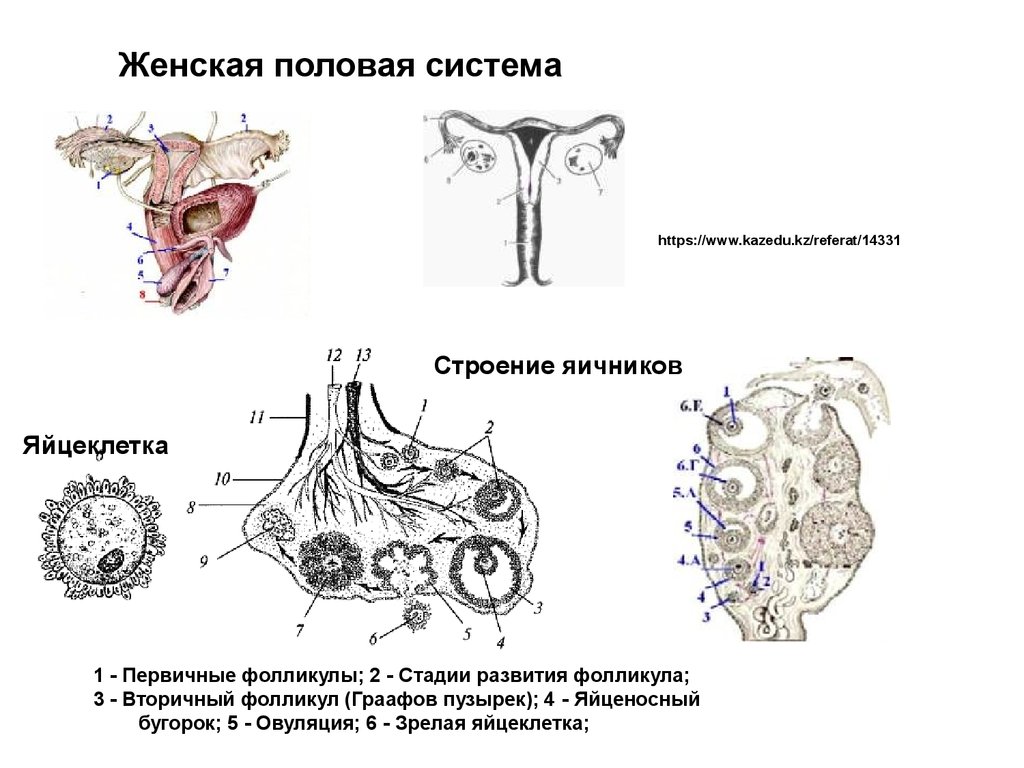 Особенности женской половой системы. Женская половая система яичник анатомия строение. Схема развития женской половой системы. Стадии фолликула. Схема развития половой системы (индифферентная стадия).