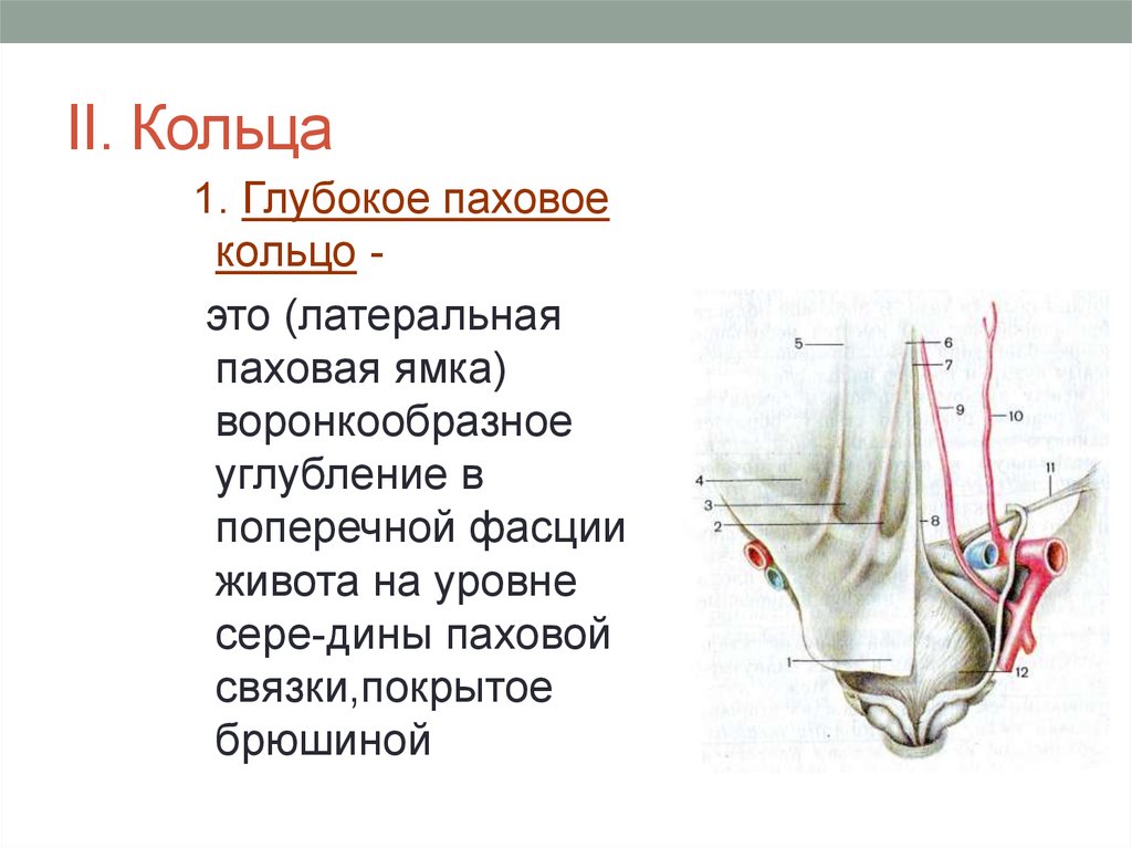 Паховая связка. Глубокое паховое кольцо анатомия. Поверхностное паховое кольцо. Паховая связка и паховый канал. Глубокое кольцо пахового канала.