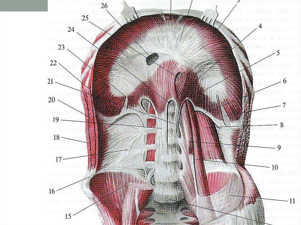 Задняя стенка. Диафрагма анатомия Синельников. Диафрагма брюшной полости анатомия. Диафрагма анатомия мышцы. Сухожильный центр диафрагмы анатомия.