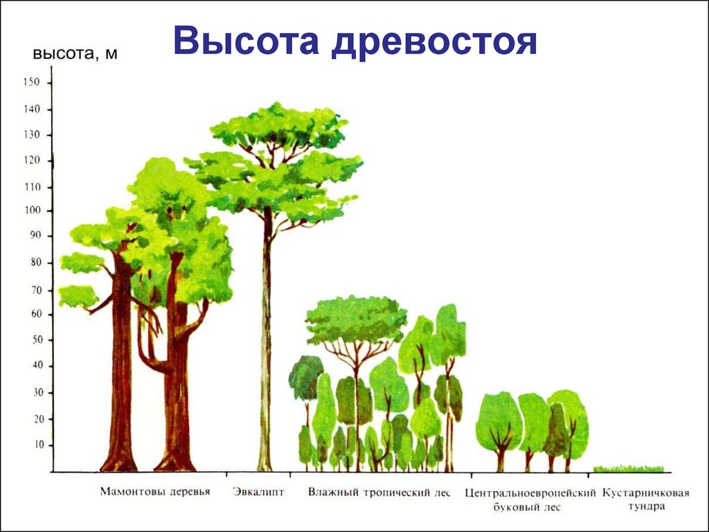 Средняя высота дерева. Видовая высота древостоя таблицы. Средняя высота насаждения. Высота дерева. Деревья по высоте.