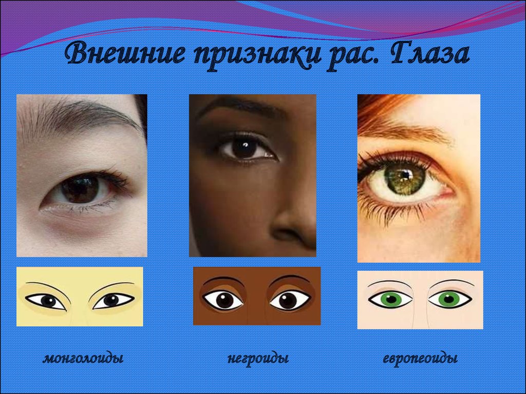 Определение расы. Разрез глаз у различных рас. Разрез глаз расы. Европеоидный разрез ГАЗ. Форма глаз у разных рас.