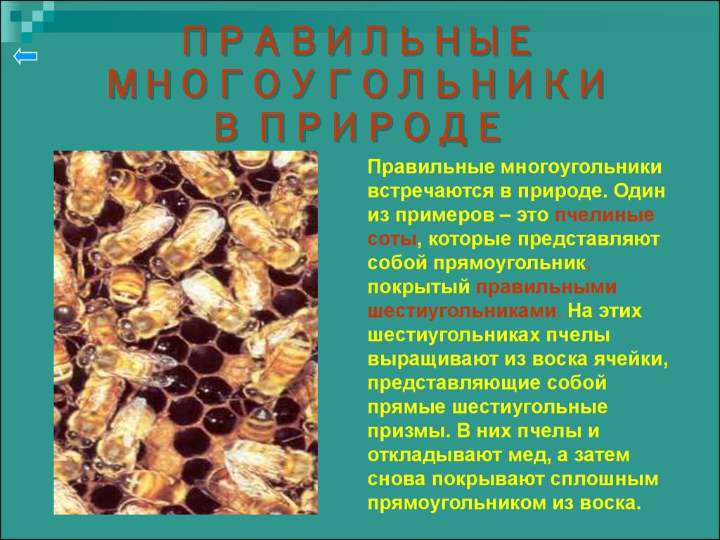 Многоугольники в природе. Правильные многоугольники в природе. Правильные многоугольники в природе презентация. Правильные многоугольники в природе доклад. Сообщение на тему многоугольники в природе.