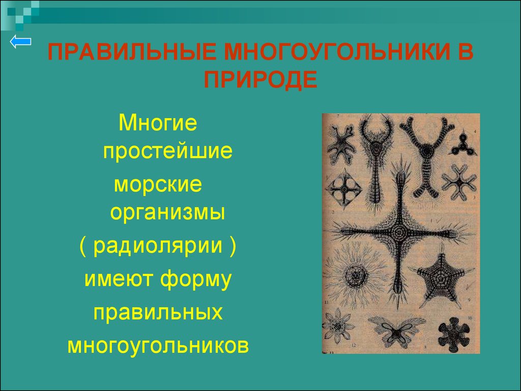 Многое многое простейшее. Правильные многоугольники в природе презентация. Правильные многоугольники в природе радиолярии. Правильные многоугольники в природе 9 класс презентация. Форма тела радиолярии.