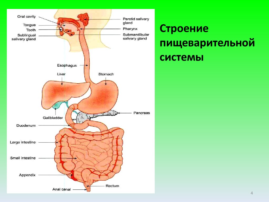 Какие органы входят в пищеварительную систему