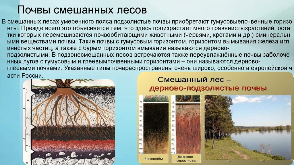 Почва широколиственных лесов 8 класс. Почвы смешанных и широколиственных лесов в России. Смешанные широколиственные Ласа почы. Широколиственные леса Тип почвы. Почвы России почвы широколиственных лесов.