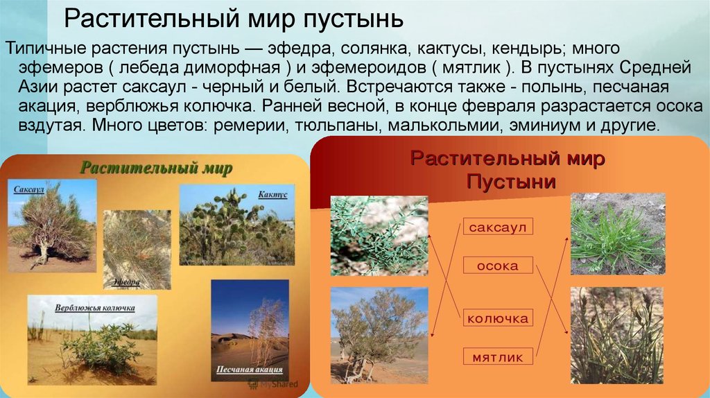 В какой природной зоне растет акация. Растительный мир тропических пустынь и полупустынь. Растения пустыни и полупустыни в России. Растительный мир пустыни и полупустыни. Растительный мир пустынь и полупустынь Евразии.
