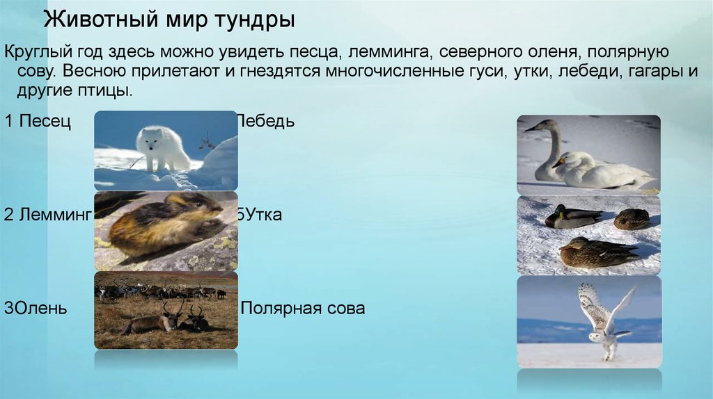 Верное высказывание о тундре. Животный мир тундры. Типичные животные тундры. Животный мир тундры в России. Животный мир тундры кратко.