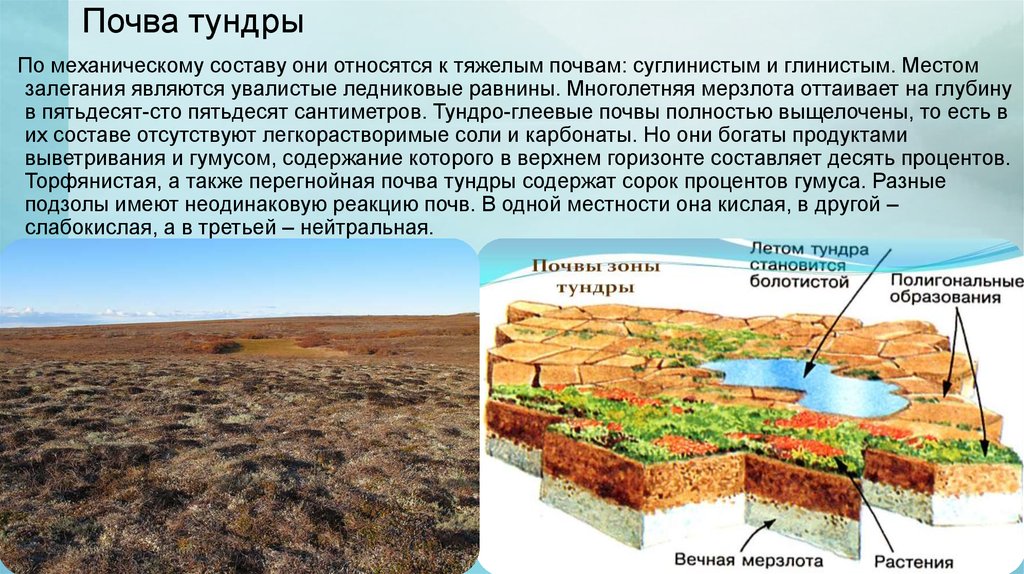 Основной экологической проблемой в тундре является. Почвы зоны тундры. Тип почвы в тундре. Природная зона тундра почва. Тундра глеевые почвы природная зона.