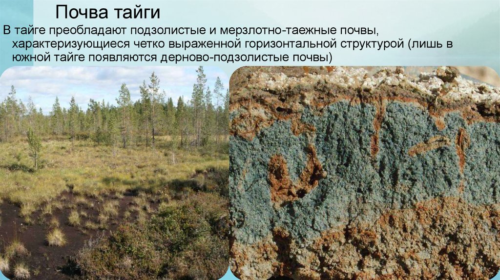 Почвы тайги северной америки. Тип почвы в тайге России. Почвы тайги в Евразии. Подзолистые почвы тайги. Гумусовый Горизонт в мерзлотно таежных почвах.