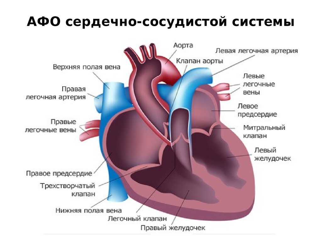 Анатомо физиологические особенности сердечно сосудистой системы