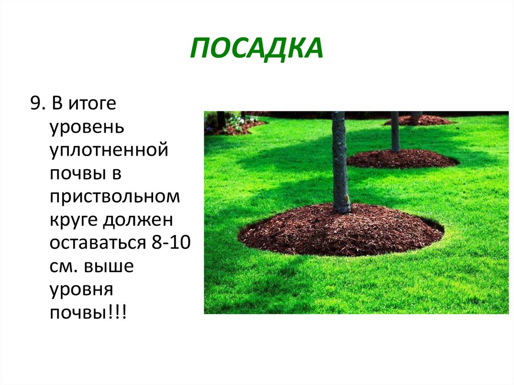 Уровни почвы. Презентация приствольный круг. Радиус приствольного круга. Внесение удобрения в приствольный круг. Приствольный круг схема.