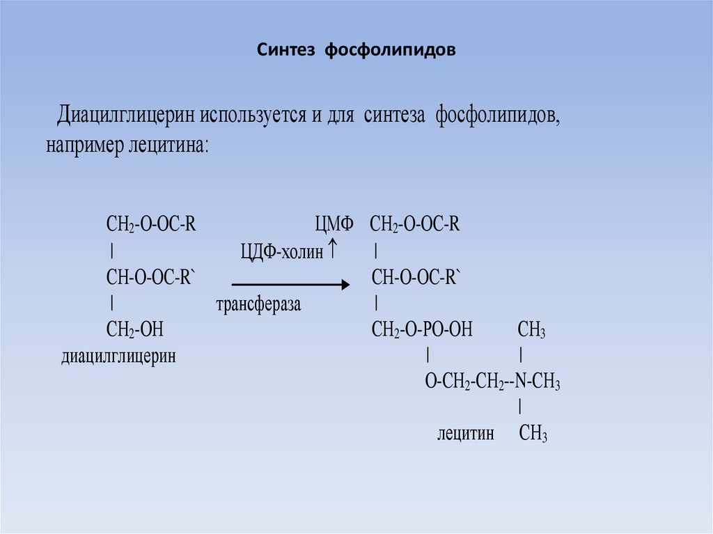 Схему синтеза триглицеридов и фосфатидов