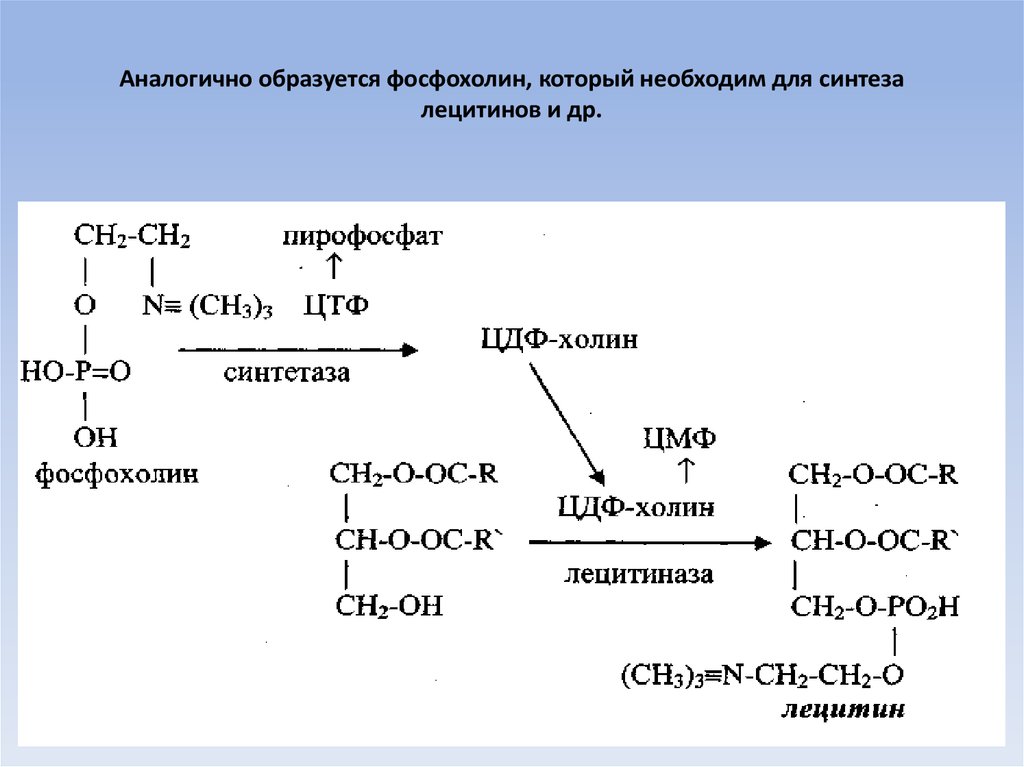 Синтез тема. Синтез лецитина биохимия. Синтез фосфатидилхолина из ЦДФ Холина. Схема синтеза лецитина. Синтез ЦДФ Холина.