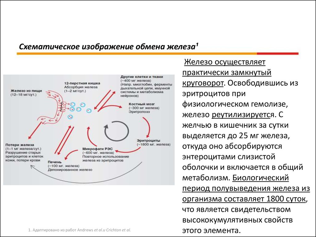 Физиологическая анемия у грудничка форум