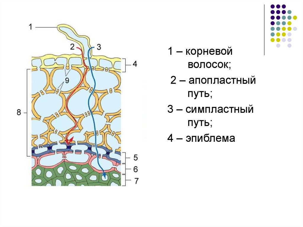 Схема продвижения веществ поглощенных корневыми волосками