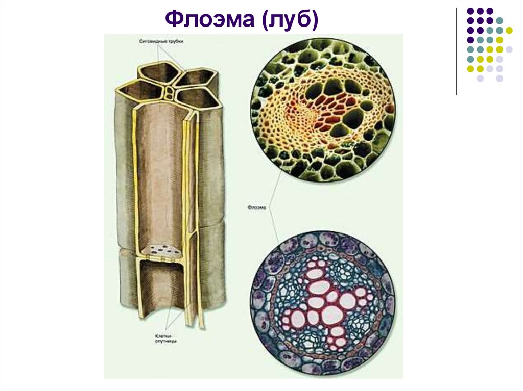 Проводящей клеткой флоэмы является. Проводящая ткань Ксилема и флоэма. Ксилема и флоэма это ткани. Ткани растений Ксилема флоэма. Проводящие ткани Ксилема растений Ксилема.