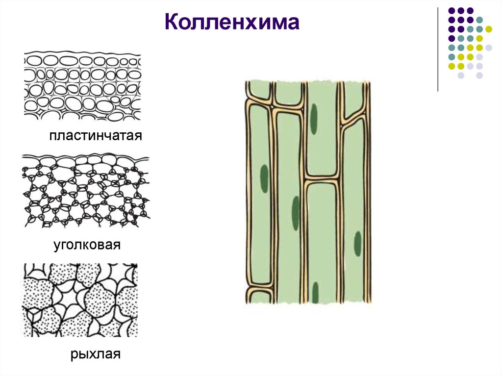 Механическая ткань рисунок. Колленхима уголковая пластинчатая рыхлая. Механический ткани растений колленхима уголковая. Механическая ткань колленхима рисунок. Ткани растений колленхима склеренхима.