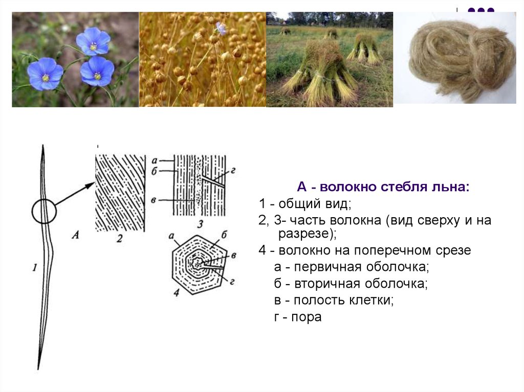 Стебли льна. Строение стебля и волокна льна. Лубяные волокна стебля льна-долгунца. Лубяные волокна стебля льна-долгунца поперечный срез. Строение лубяных волокон льна.