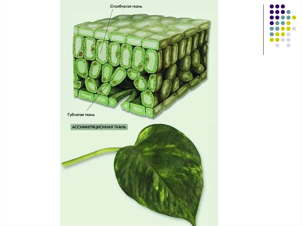 Запасная ткань растений. Основная ткань растений фотосинтезирующая ткань листа. Ткани растений 6 класс биология фотосинтезирующая. Основная ткань растений рисунок. Фотосинтезирующая паренхима.