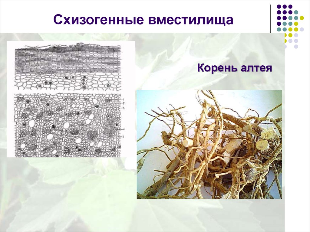 61 в корне. Схизогенные. Схизогенное вместилище. Схизогенные и лизигенные вместилища. Схизогенные вместилища фото.